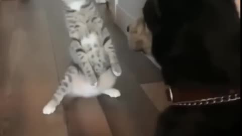 Cat vs Dog