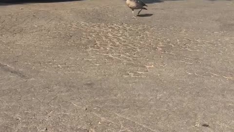 Goose Follows Man on Walk Around Neighborhood