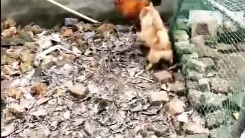 Dog versus chicken