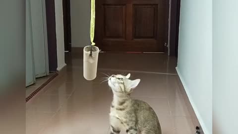 A cat reaching and playing with a hanged carton