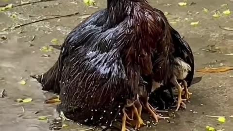 Hen 🐔 video