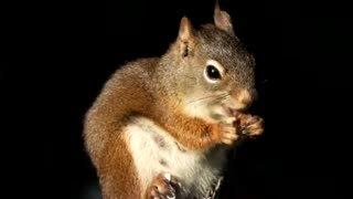 Red Squirrel Snacking... Cuteness Overload!!!!!