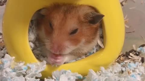 My hamster is eating rice