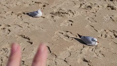 Seagulls at Haeundae Beach