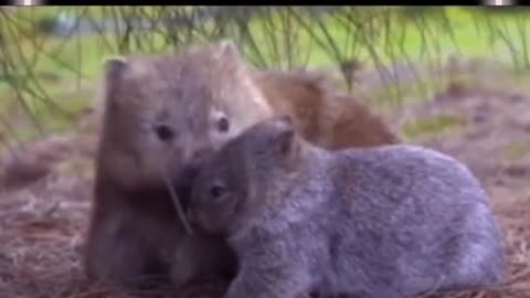 Wombats wanted to wiggle along the ground.