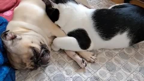 [Dog and cat] A little cat sleeping with a nose in her sister's arms