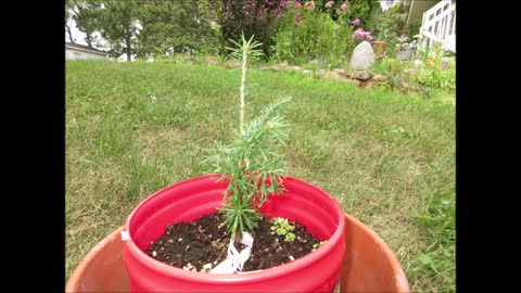 Scent of the Seasons Balsam Fir August 2021