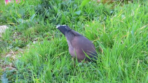 Common Indian Muna Singing