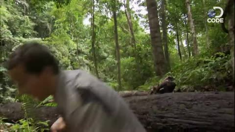 Bear Grylls in bornholm jungle DISCOVERY [ MAN VS WILD ]