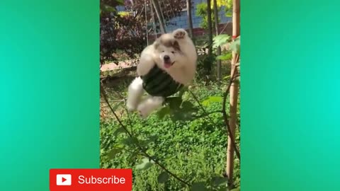 Funny cats videos 2024😂💓💓