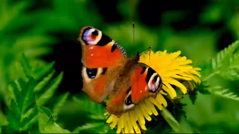 Beautiful butterfly with beautiful flowers