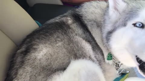 Stubborn husky refuses to eat, tries to bury his food