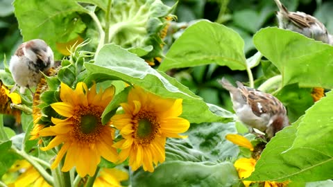 Birds Eating Seeds Of Sunflower