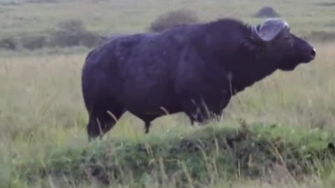 Buffalo Bull Charges Like a Demon to Rescue Calf from Lion's Clutches