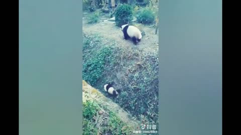 Funny Panda Videos -Funny Panda Compilation