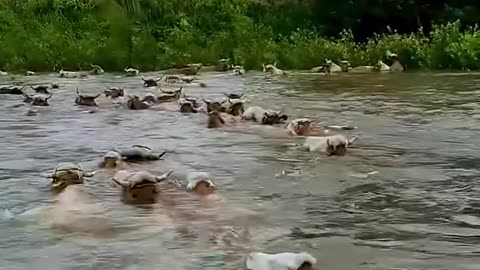 Cows crossing the river.hd