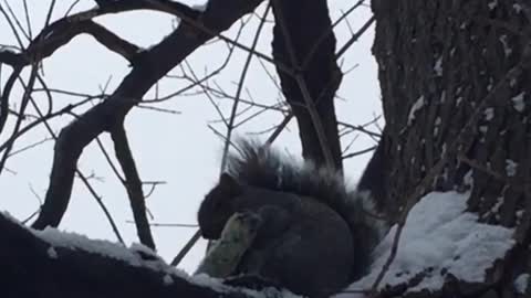 Just a squirrel out here trying to get a bagel!