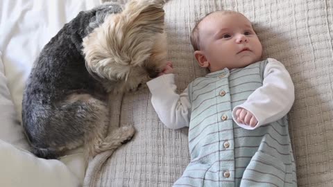 Dog and baby playing with each other's