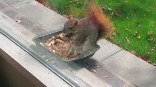 "New Guy" enjoys his lunch...