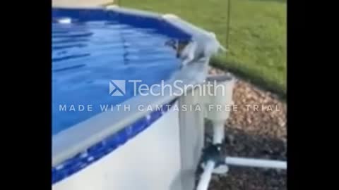 Small pup uses filter to exit swimming pool |funny dog