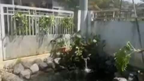 Koi fish pond at home