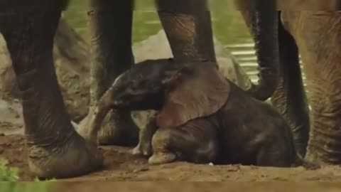 Man Saves Drowning Baby Elephant, Then The Herd Does The Unexpected