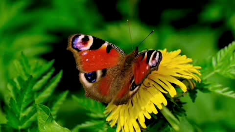 butterfly & yellow flower