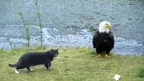 Hilarious Cat and Eagle Showdowns