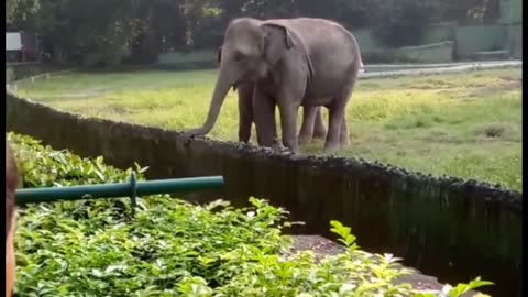 Cute baby Elephant Playing & Enjoys