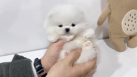 Polar bear-like baby Pomeranian~♥ - Teacup puppies KimsKennelUS