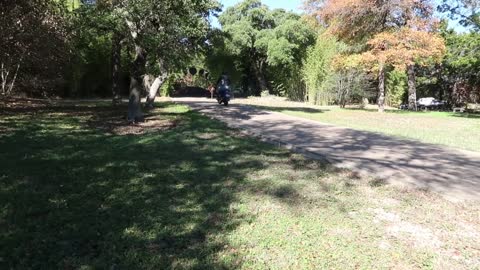 Dog Chases Squirrel