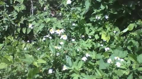 Beautiful white and yellow daisy flowers in the park forest [Nature & Animals]