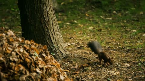 Squirrel looking for food and eating nuts