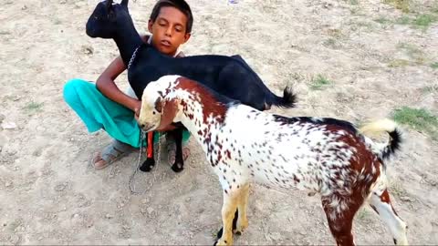 A Little Boy With His Goats in Village