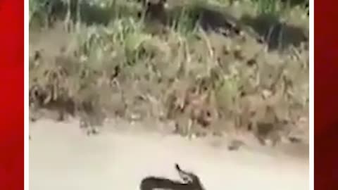 ఏ జాతిలోనైనా అమ్మ అమ్మేగా.! | #ytshorts #viralvideo #snake #rat #mouse #ratvssnake #attack|FBTV NEWS