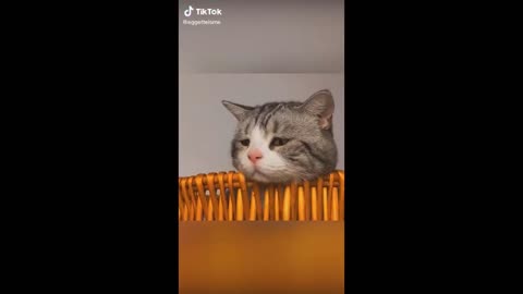 Cute Cats and Funny Animals Complilaton. Try Not To Laugh Challenge - Cute Cat