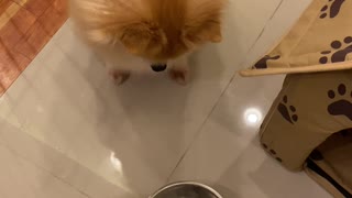 Pomeranian Doesn't Approve of Diet