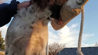 Springer Spaniel