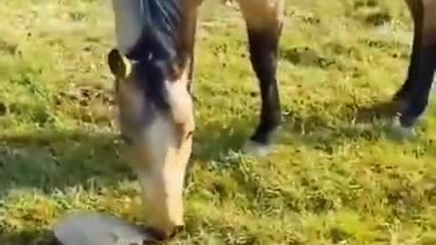 ghoda frank#hurse#horse and dog funny video#short video#from #tiktok