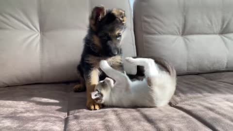 German Shepherd Puppy and Kitten Playing with Fun