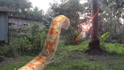 anaconda snake video #anaconda