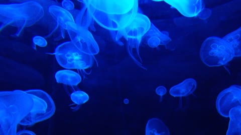 Jellyfish are pretty