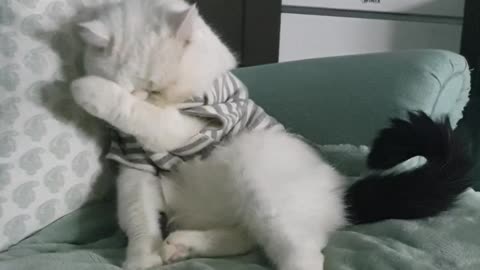 Grooming, hard-working white cat.