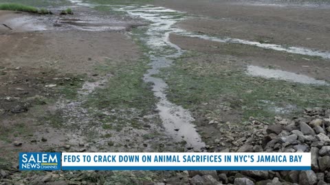 Feds To Crack Down On Animal Sacrifices After Dogs, Birds, Pigs Found In NYC’s Jamaica Bay