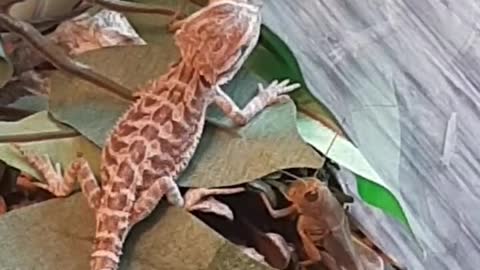 Bearded dragon eat grasshopper