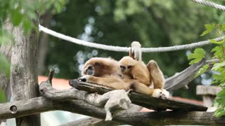 White-handed gibbons