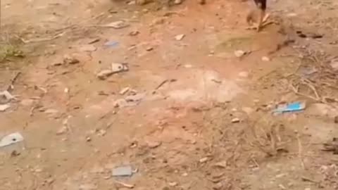 Animal funny clip