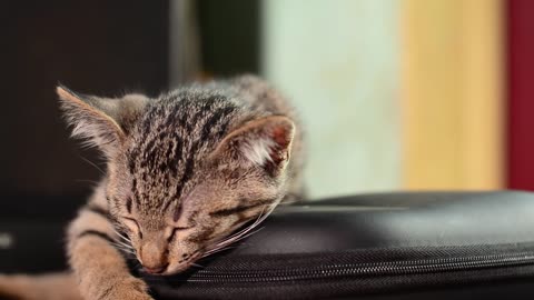 The cat Lulu falls asleep in the evening and sleeps on the sofa at home