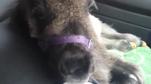 Mini Horse Rides Shotgun and Enjoys a Pony-ccino