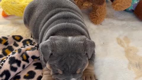 English Bulldog Puppy is Mad!!!